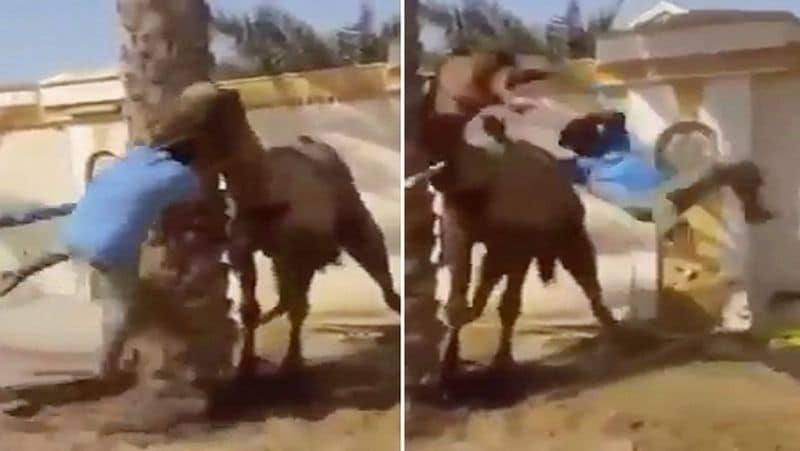 Camel was irritated by day and night work, chewed the owner's head MJA