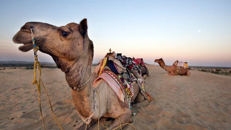 Camel was irritated by day and night work, chewed the owner's head MJA