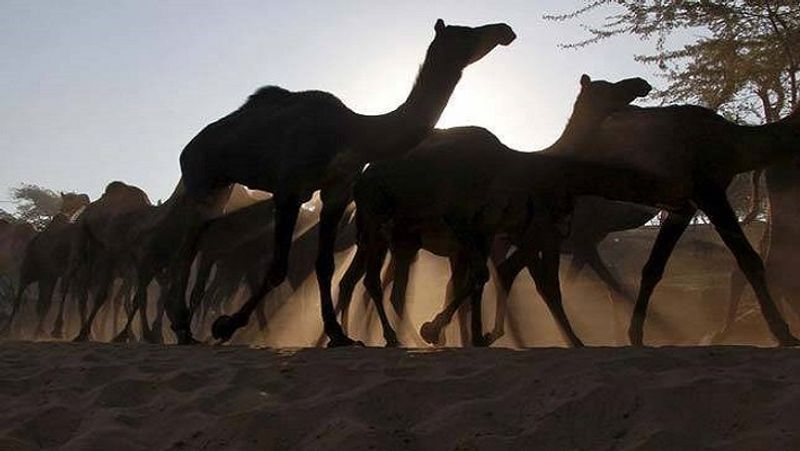 Camel was irritated by day and night work, chewed the owner's head MJA