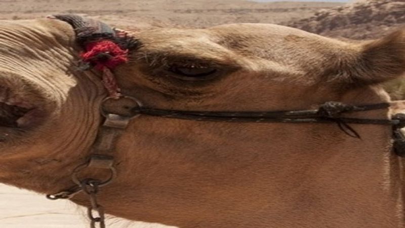 Camel was irritated by day and night work, chewed the owner's head MJA
