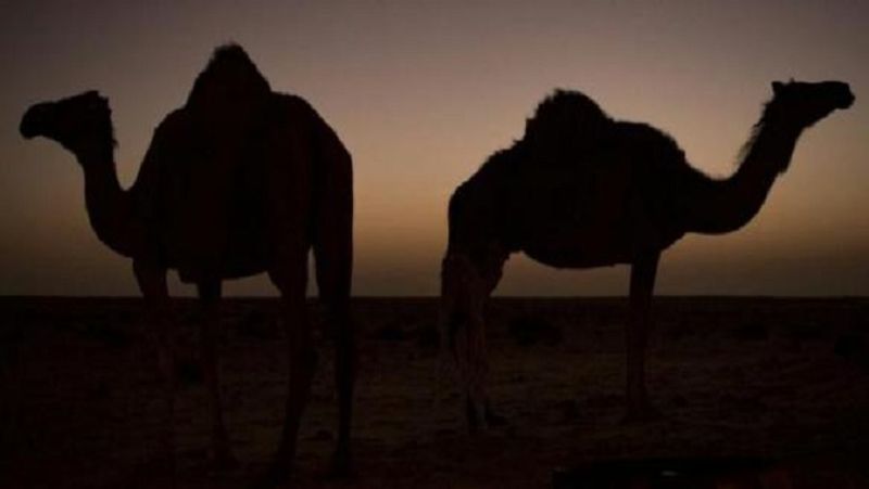 Camel was irritated by day and night work, chewed the owner's head MJA
