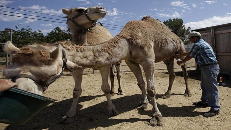 Camel was irritated by day and night work, chewed the owner's head MJA