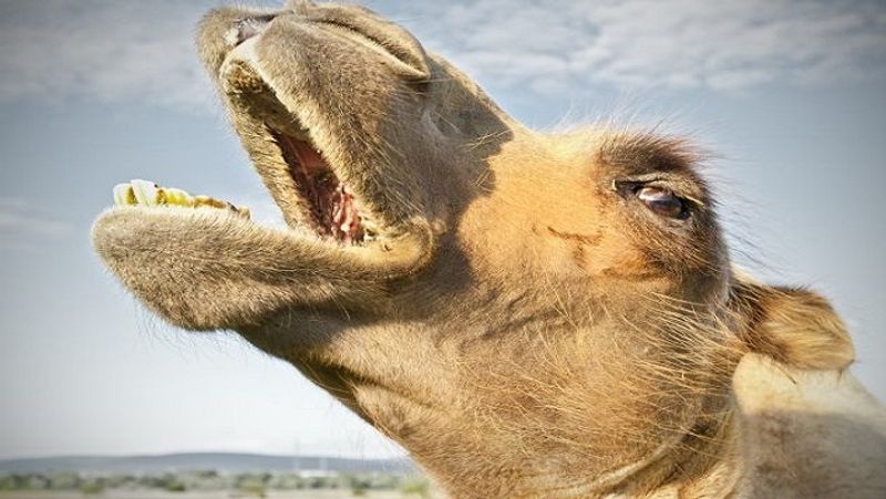 Camel was irritated by day and night work, chewed the owner's head MJA