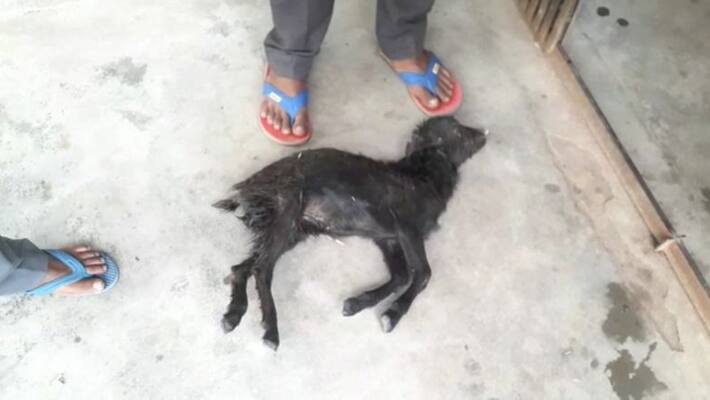 Distribution of goat in Purulia created a controversy Distribution of goat in Purulia created a controversy