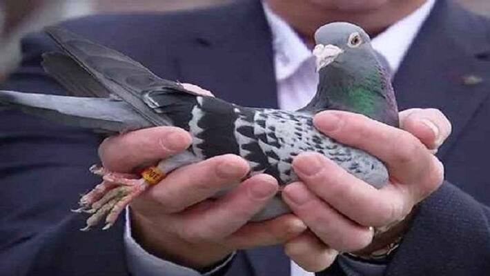 Injured pigeon fell on the balcony, lost one million asa Injured pigeon fell on the balcony, lost one million asa
