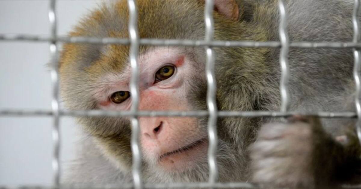 Two held after hunting monkey, eating its meat in Maharashtra's Pune