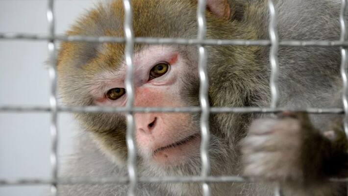 Two held after hunting monkey, eating its meat in Maharashtra's Pune Two held after hunting monkey, eating its meat in Maharashtra's Pune