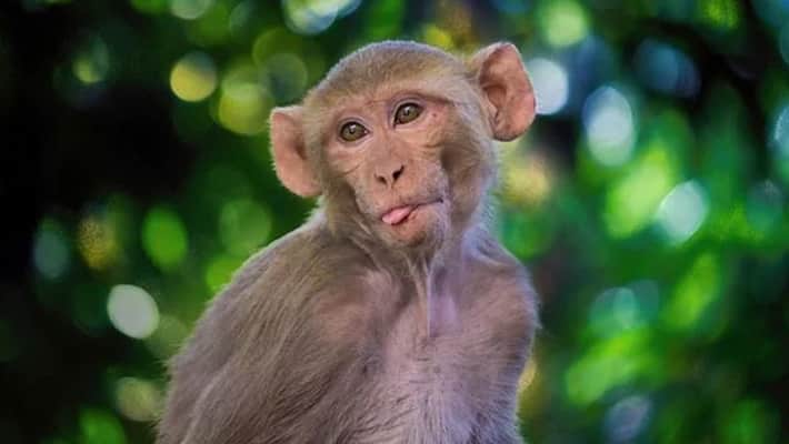 china Tiangong station plan to send monkeys to space for study how they grow zero gravity environment ckm china Tiangong station plan to send monkeys to space for study how they grow zero gravity environment ckm