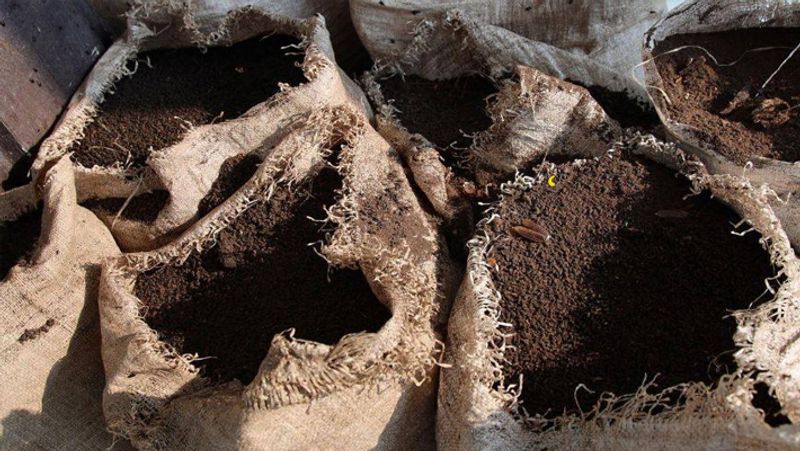 Thailand villagers collecting bat guano can get infected with corona virus kph