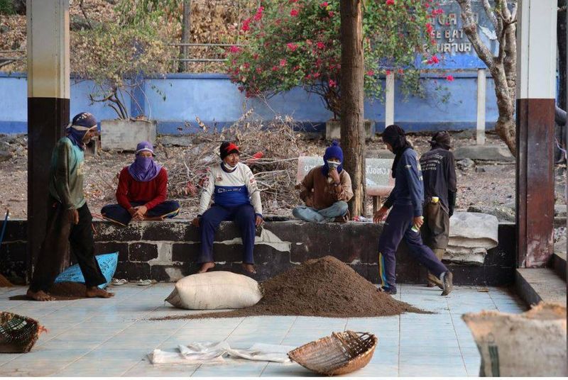 Thailand villagers collecting bat guano can get infected with corona virus kph