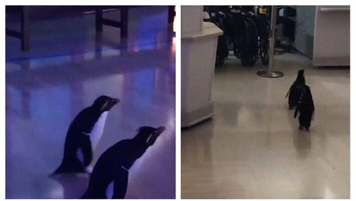 Penguins openly explore Chicago aquarium closed due to Covid-19 Penguins openly explore Chicago aquarium closed due to Covid-19