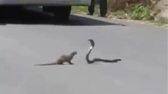 This deadly battle between a mongoose and a cobra is nail-biting. Viral video This deadly battle between a mongoose and a cobra is nail-biting. Viral video