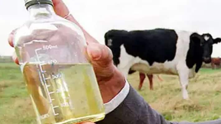 Rs 500 kg cow urine is being sold to deal with Corona in Kolkata kpn Rs 500 kg cow urine is being sold to deal with Corona in Kolkata kpn