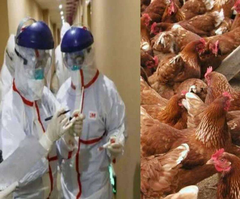 A reward of Rs 1 crore will be given if someone proves coronavirus infected by eating chicken or eggs
