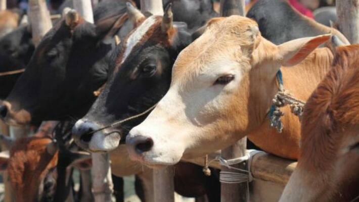 UP Cabinet clears ordinance; Up to 10 years in jail for cow slaughter UP Cabinet clears ordinance; Up to 10 years in jail for cow slaughter