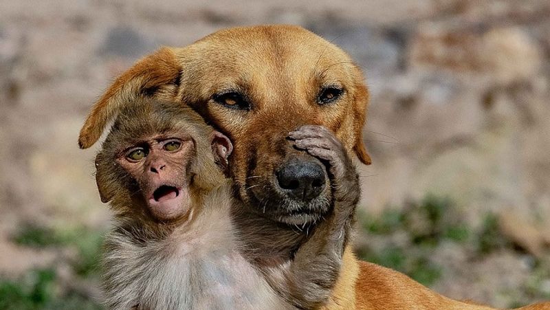 The merciless people killed the mother with poison, then the dog took the baby in lap MJA