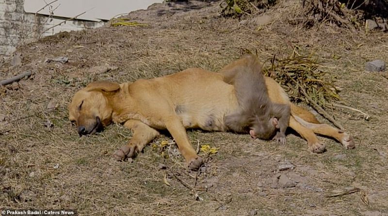 The merciless people killed the mother with poison, then the dog took the baby in lap MJA