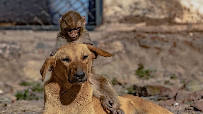 The merciless people killed the mother with poison, then the dog took the baby in lap MJA