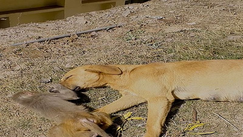 The merciless people killed the mother with poison, then the dog took the baby in lap MJA
