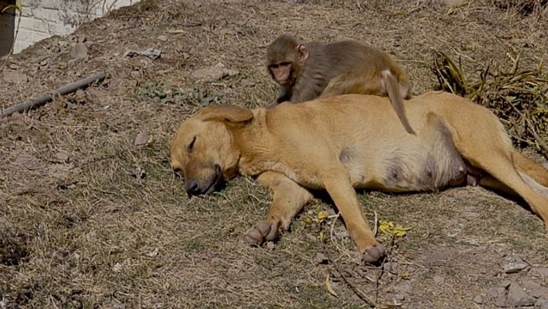 The merciless people killed the mother with poison, then the dog took the baby in lap MJA