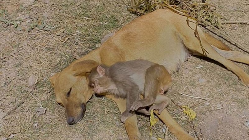 The merciless people killed the mother with poison, then the dog took the baby in lap MJA