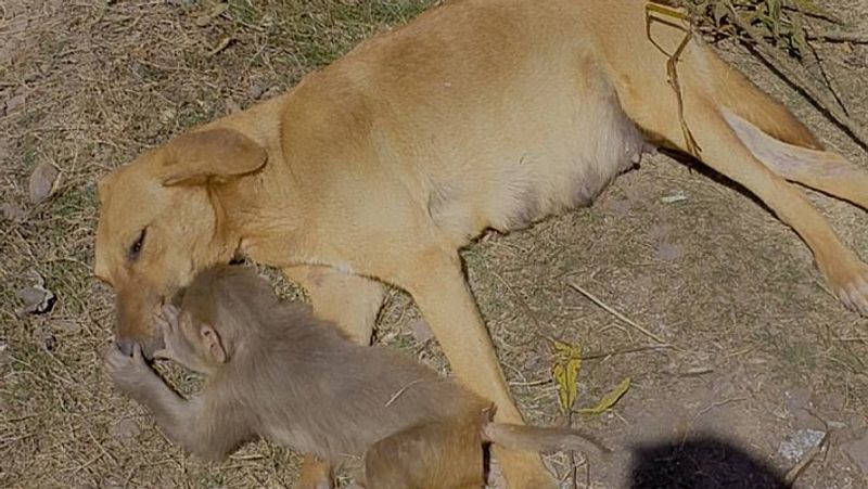 The merciless people killed the mother with poison, then the dog took the baby in lap MJA