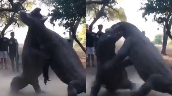 Real fight of Two komodo dragon video hit the net world Real fight of Two komodo dragon video hit the net world