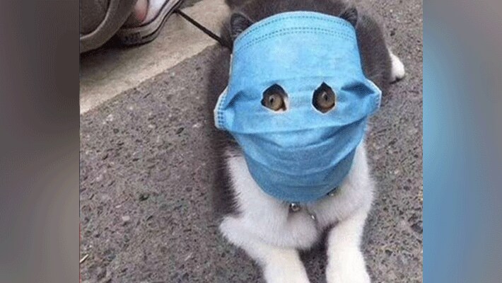 viral funny photos on coronavirus social media viral kpr