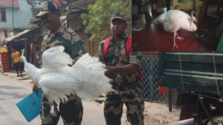 White peacock found in bashirhat White peacock found in bashirhat
