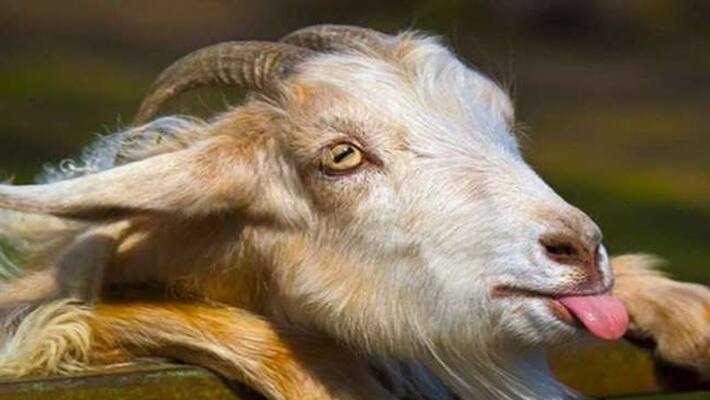 5 men in Pak rape, kill a goat, trigger outrage 5 men in Pak rape, kill a goat, trigger outrage