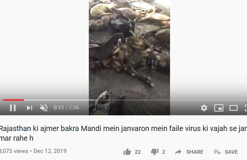 goats infected with coronavirus in ajmers market old video shared kpt