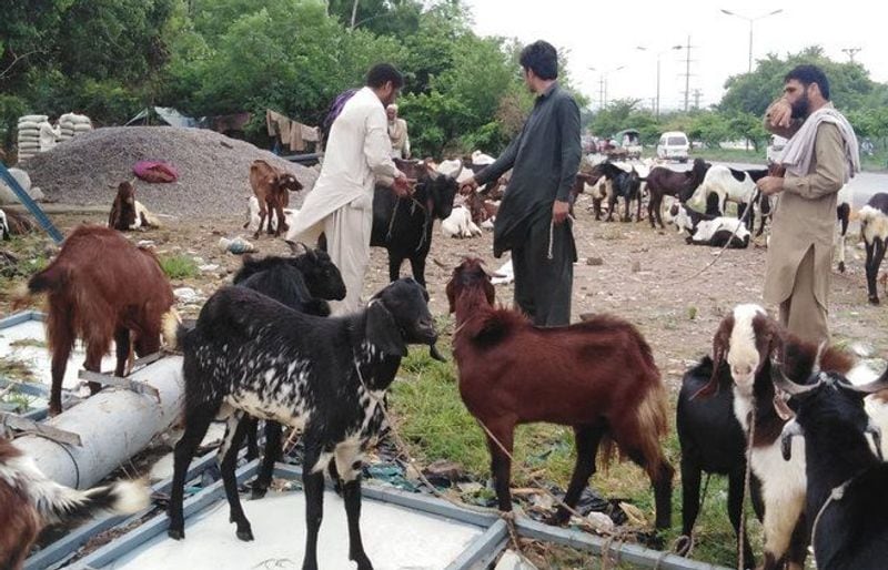 goats infected with coronavirus in ajmers market old video shared kpt