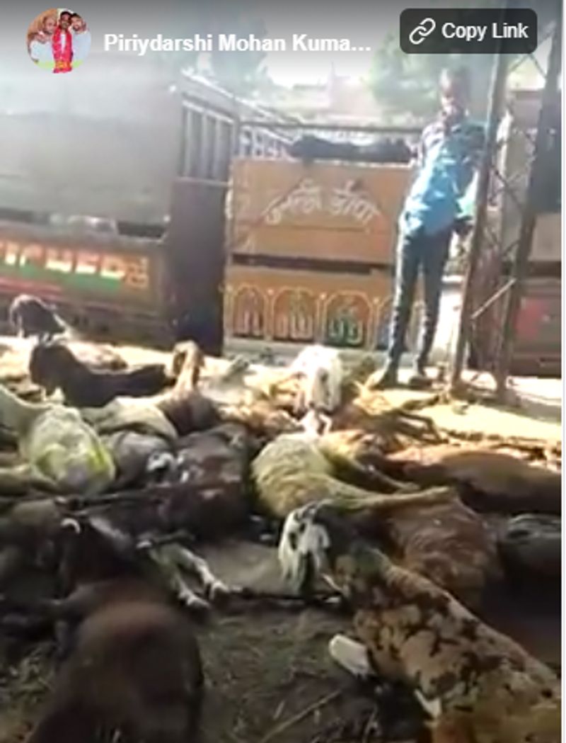 goats infected with coronavirus in ajmers market old video shared kpt