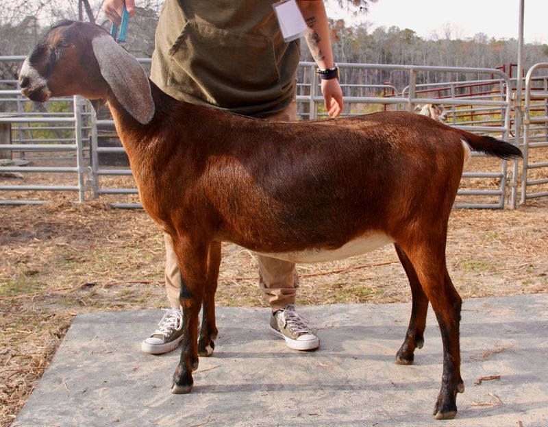 goats infected with coronavirus in ajmers market old video shared kpt