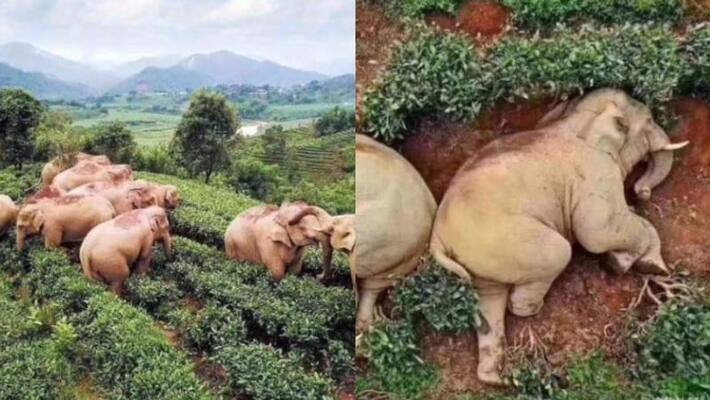 Fourteen elephants in China have drank 30 liters of wine pic goes viral on social media Fourteen elephants in China have drank 30 liters of wine pic goes viral on social media