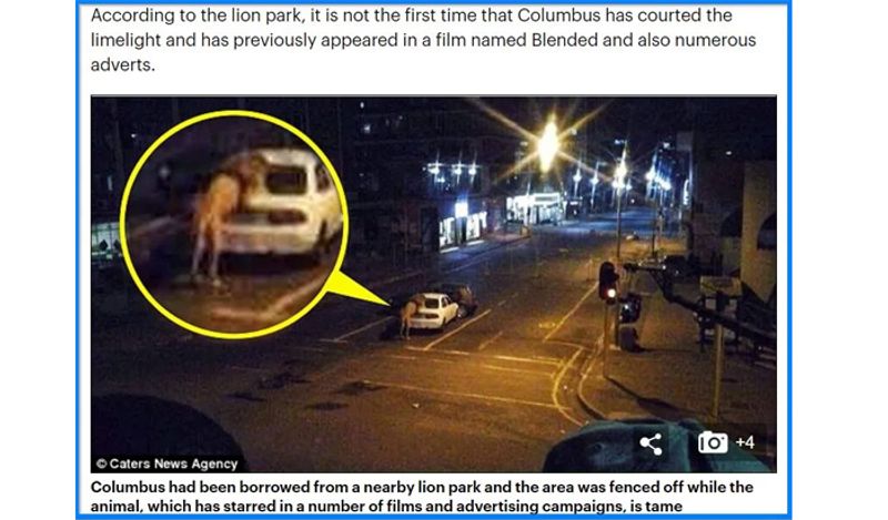Putin left 800 lions on streets to ensure lockdown during COVID 19 Know truth kpm
