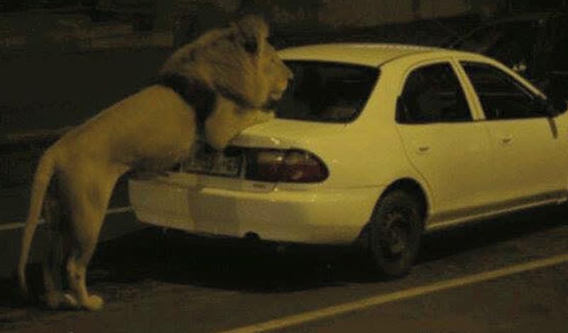 Putin left 800 lions on streets to ensure lockdown during COVID 19 Know truth kpm