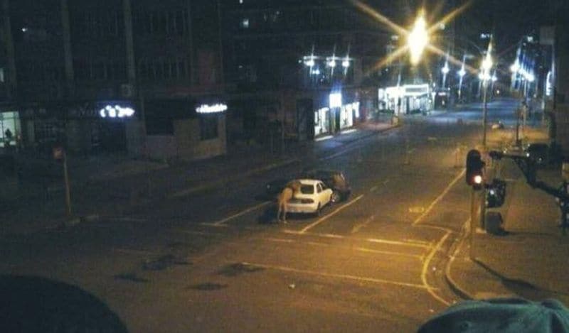 Putin left 800 lions on streets to ensure lockdown during COVID 19 Know truth kpm