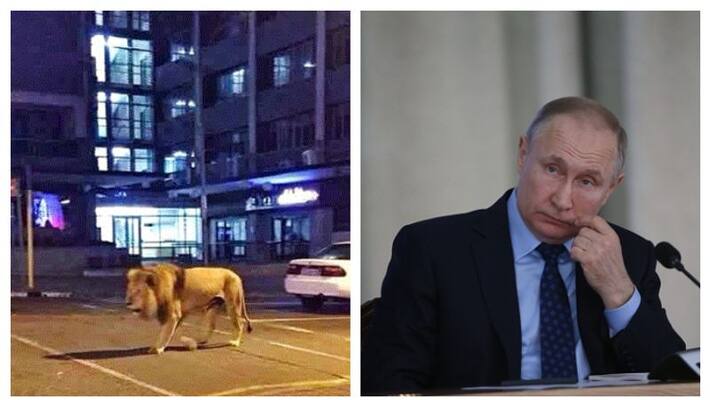Fake video of lions and tigers on the streets in Russia creates panic online Fake video of lions and tigers on the streets in Russia creates panic online
