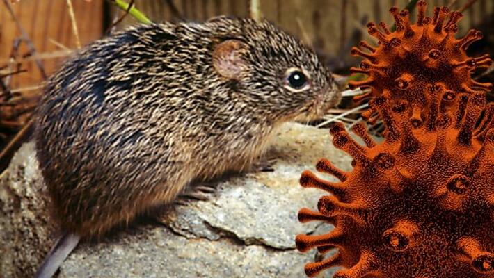 After coronavirus China face Hanta Virus attack one dead After coronavirus China face Hanta Virus attack one dead