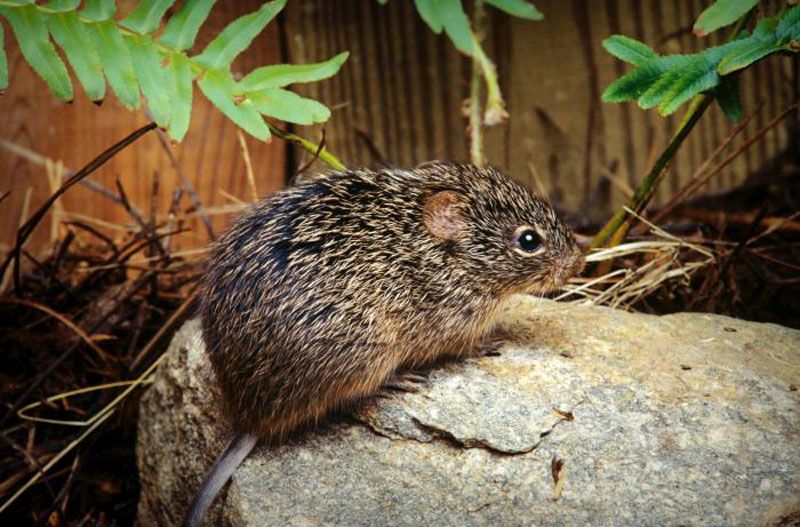 deadly hantavirus has affected america many times sice 1993 kph