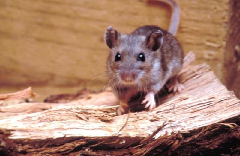 deadly hantavirus has affected america many times sice 1993 kph