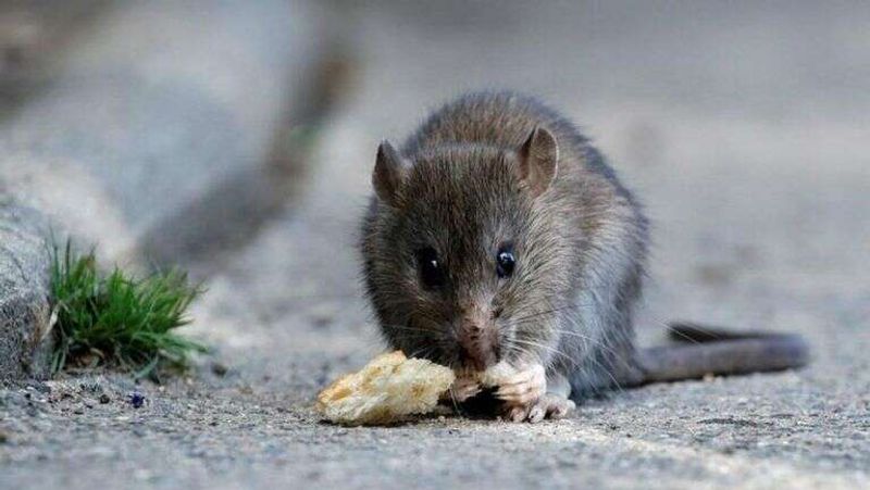 deadly hantavirus has affected america many times sice 1993 kph