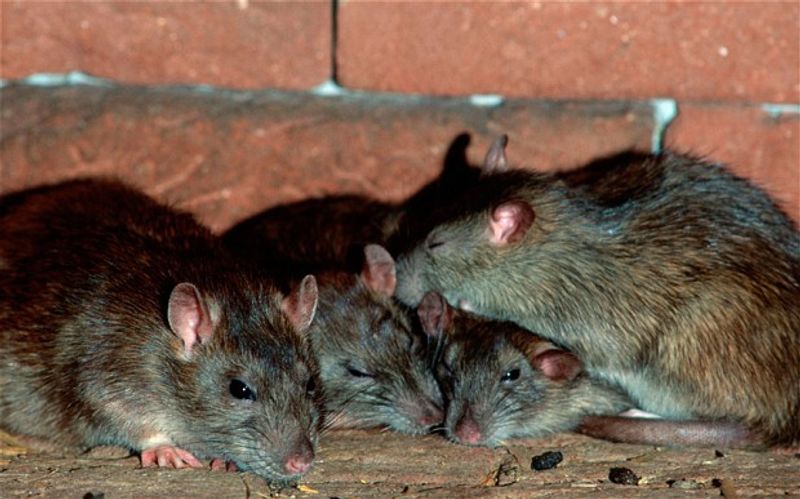 deadly hantavirus has affected america many times sice 1993 kph