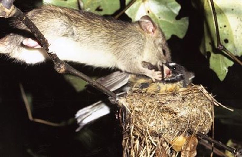 deadly hantavirus has affected america many times sice 1993 kph