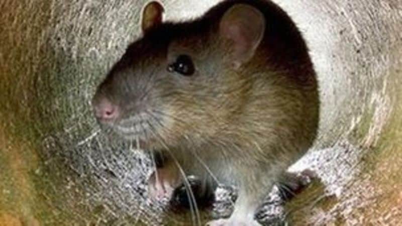 deadly hantavirus has affected america many times sice 1993 kph