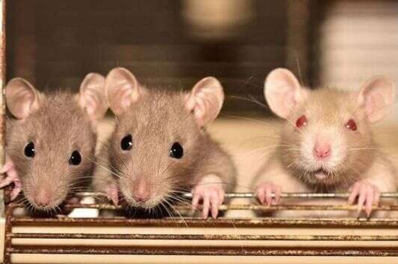 deadly hantavirus has affected america many times sice 1993 kph