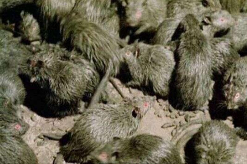 deadly hantavirus has affected america many times sice 1993 kph