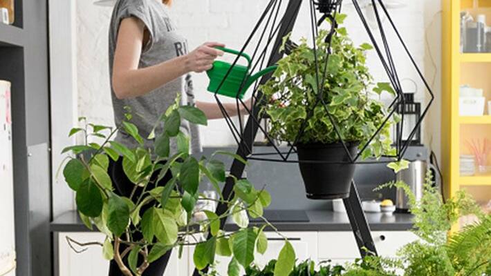 Benefits of Adding Plants and Greenery to Your Space Benefits of Adding Plants and Greenery to Your Space