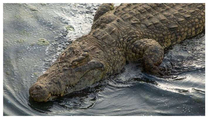 Rwandan man who breached coronavirus lockdown killed by crocodile Rwandan man who breached coronavirus lockdown killed by crocodile
